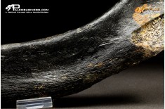 Costola di Mammuthus primigenius