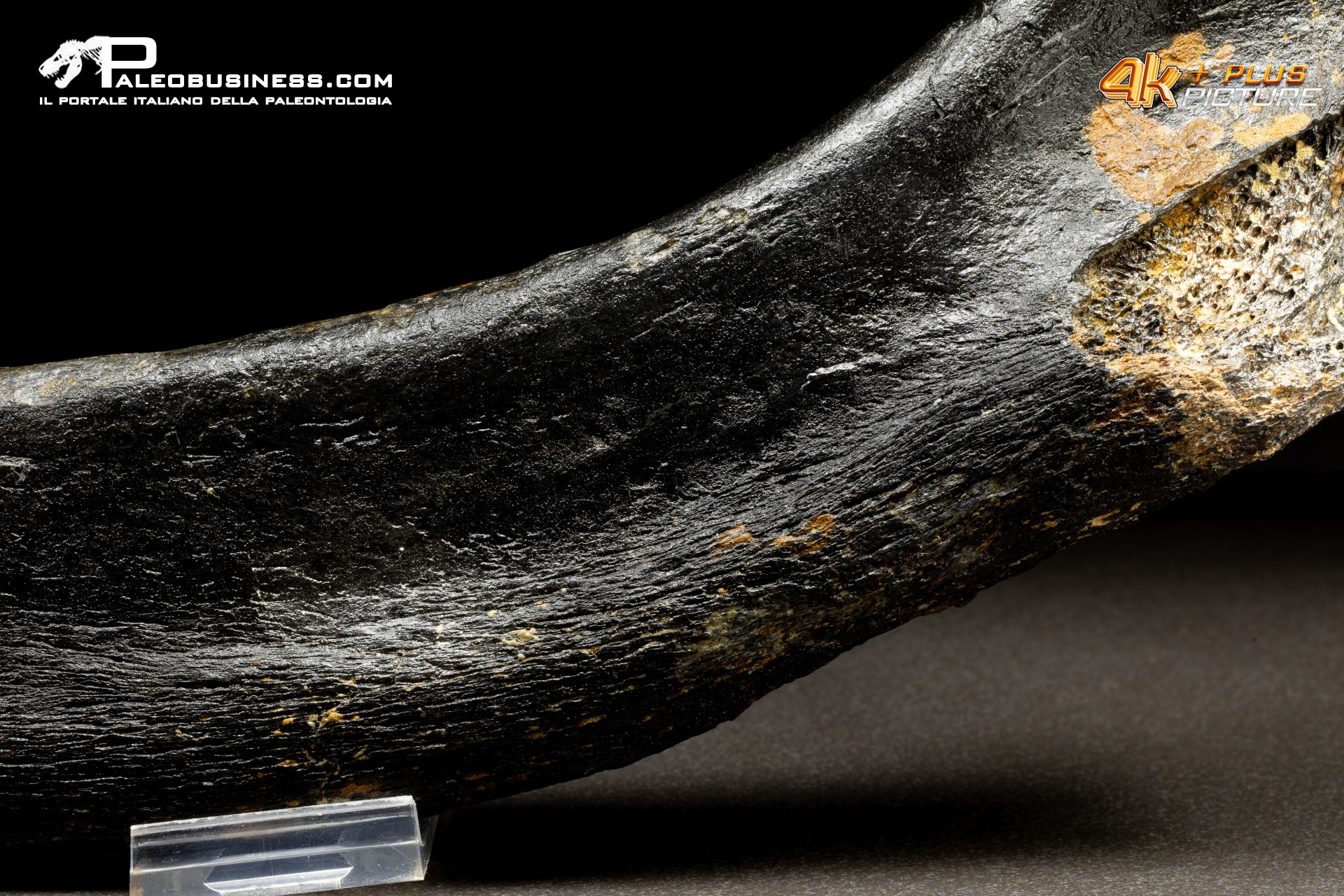 Costola di Mammuthus primigenius