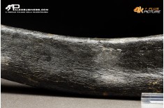 Costola di Mammuthus primigenius