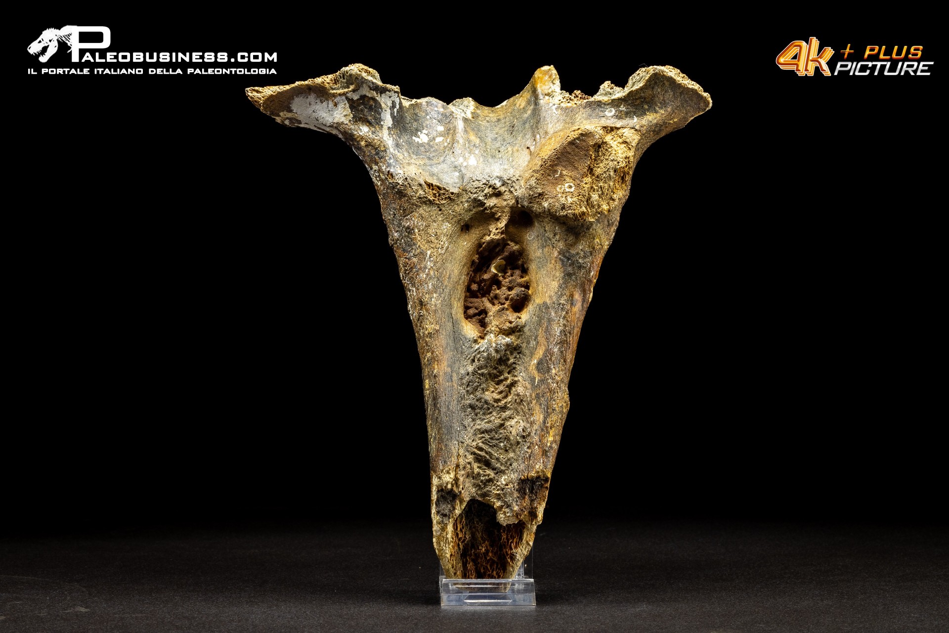 Mammuthus primigenius - Vertebra toracica Mammuthus primigenius - Vertebra toracica