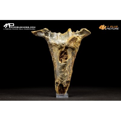 Mammuthus primigenius - Vertebra toracica