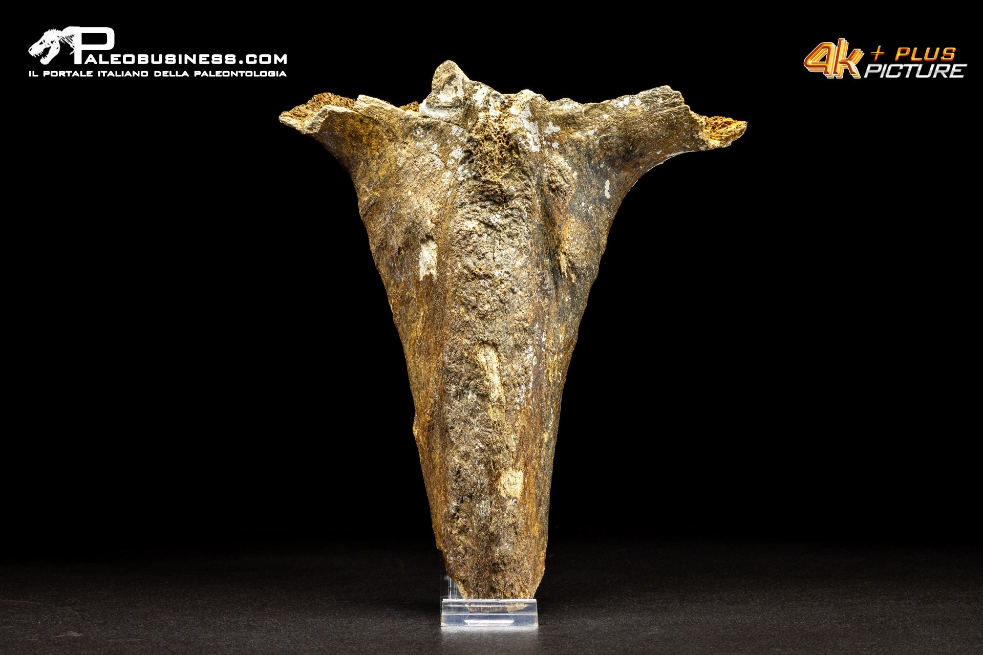 Mammuthus primigenius - Vertebra toracica Mammuthus primigenius - Vertebra toracica