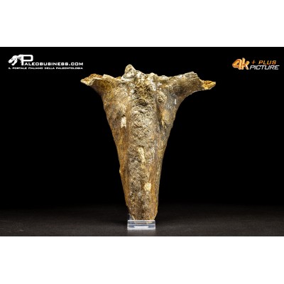 Mammuthus primigenius - Vertebra toracica
