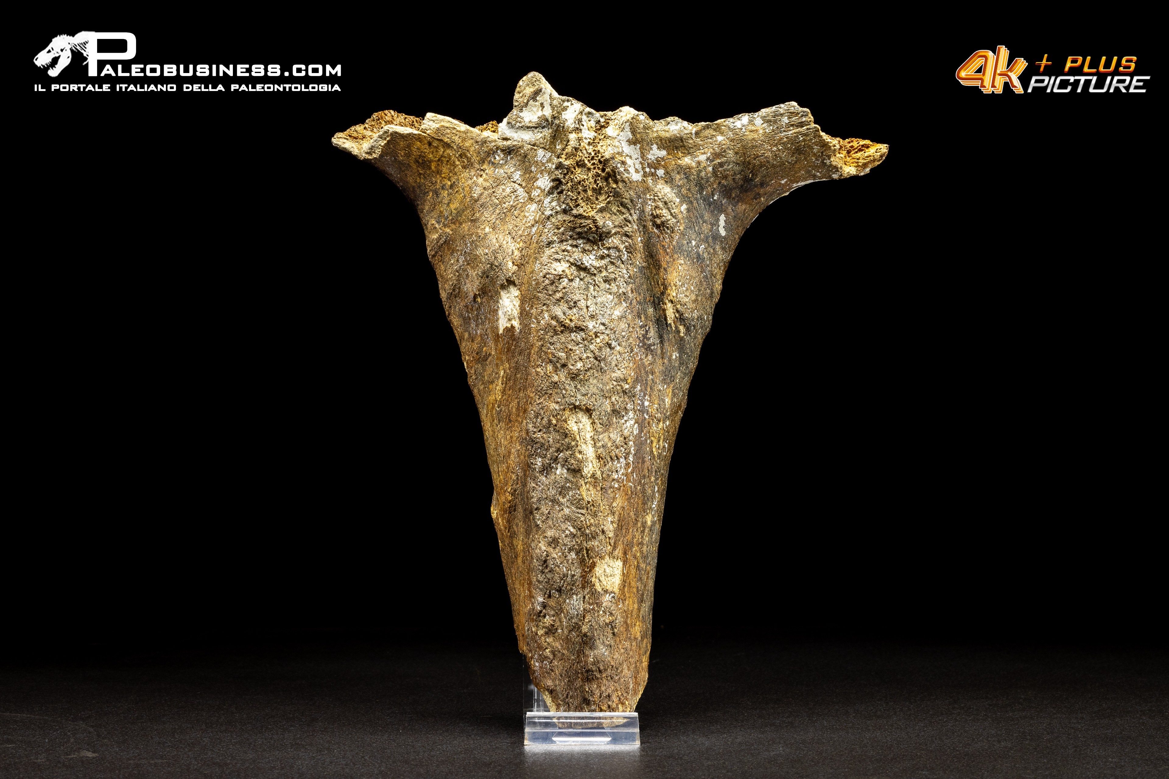 Mammuthus primigenius - Vertebra toracica