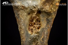 Mammuthus primigenius - Vertebra toracica