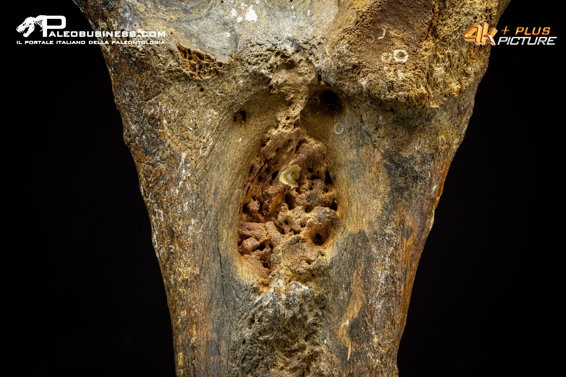 Mammuthus primigenius - Vertebra toracica Mammuthus primigenius - Vertebra toracica