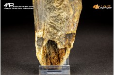 Mammuthus primigenius - Vertebra toracica