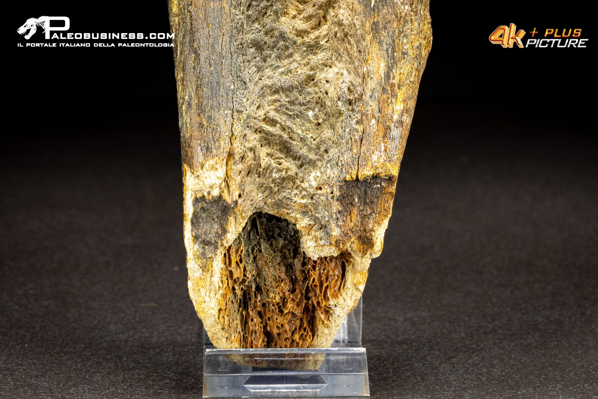Mammuthus primigenius - Vertebra toracica Mammuthus primigenius - Vertebra toracica