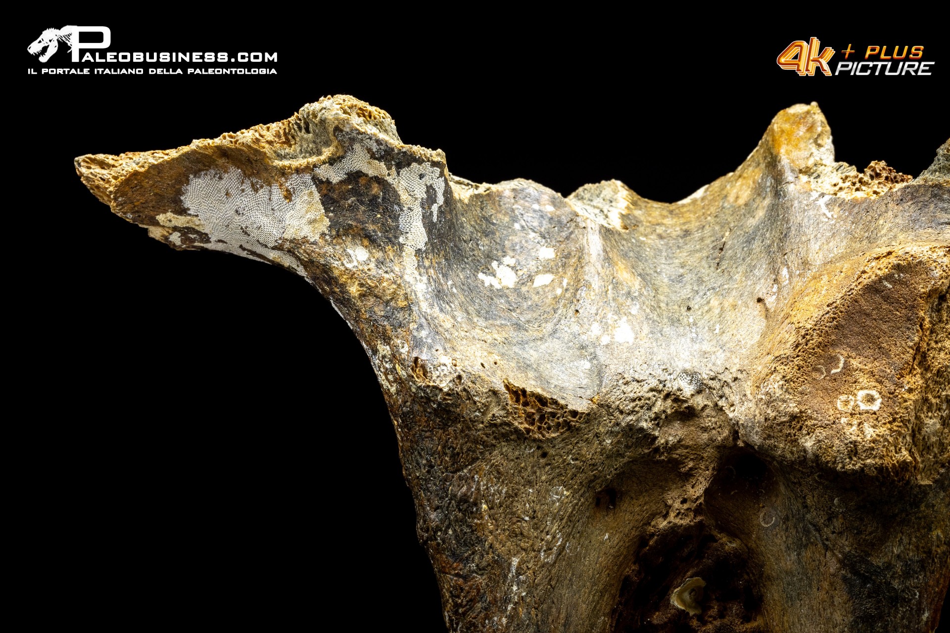 Mammuthus primigenius - Vertebra toracica Mammuthus primigenius - Vertebra toracica