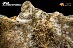 Mammuthus primigenius - Vertebra toracica