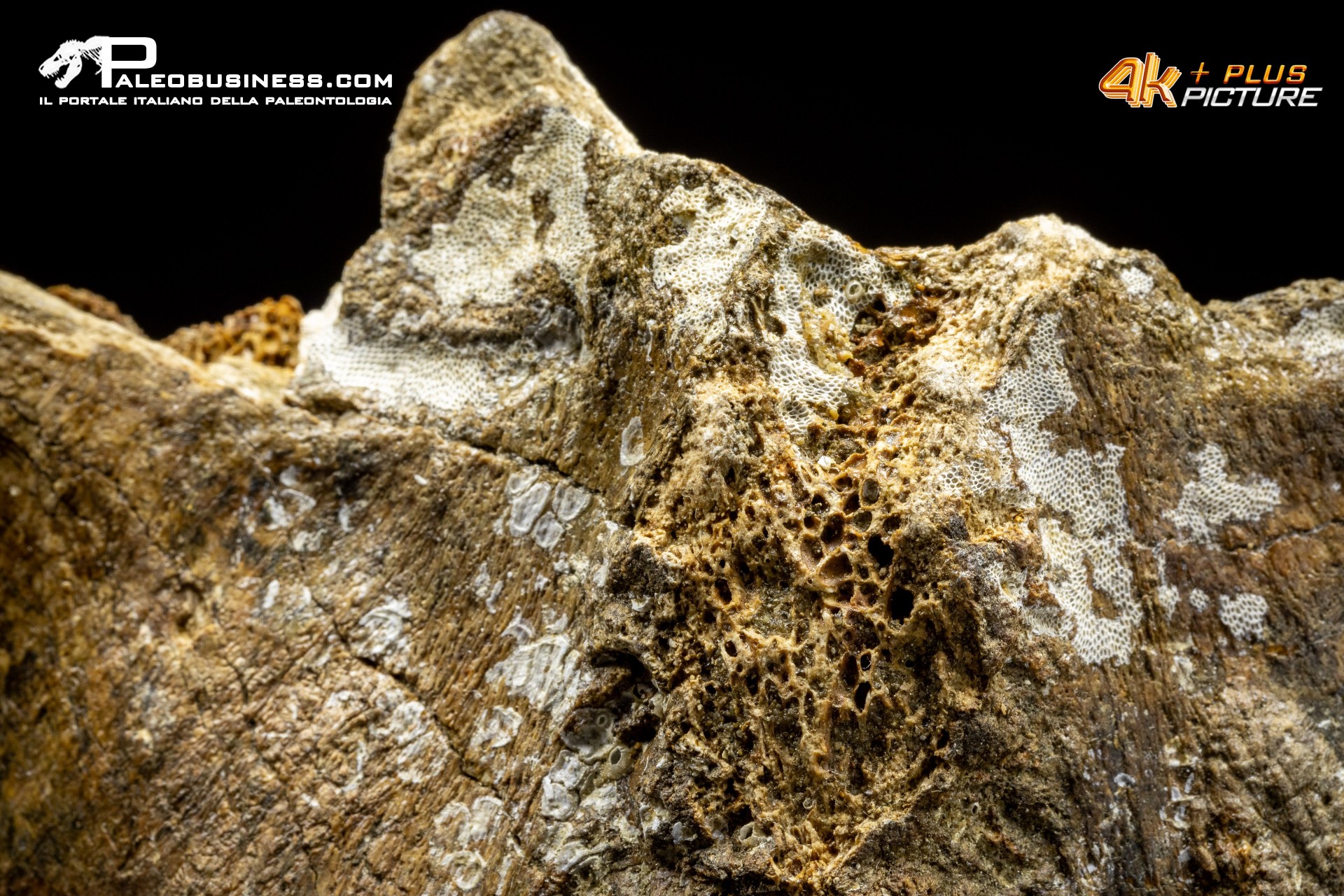 Mammuthus primigenius - Vertebra toracica Mammuthus primigenius - Vertebra toracica