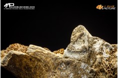 Mammuthus primigenius - Vertebra toracica