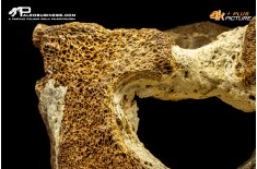 Vertebra di Mammuthus primigenius