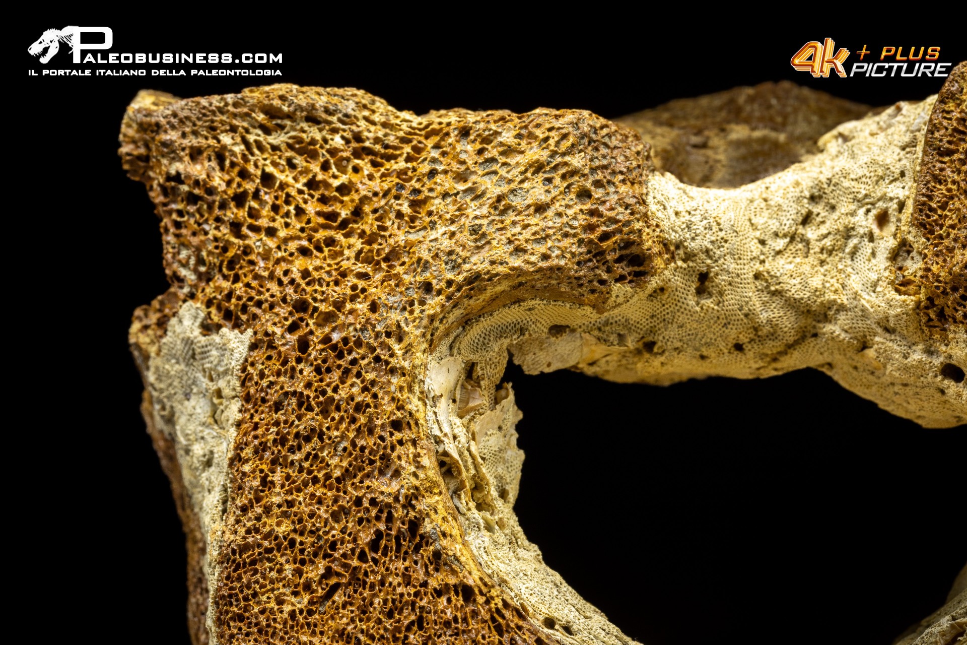 Vertebra di Mammuthus primigenius