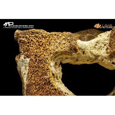 Vertebra di Mammuthus primigenius