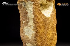 Vertebra di Mammuthus primigenius