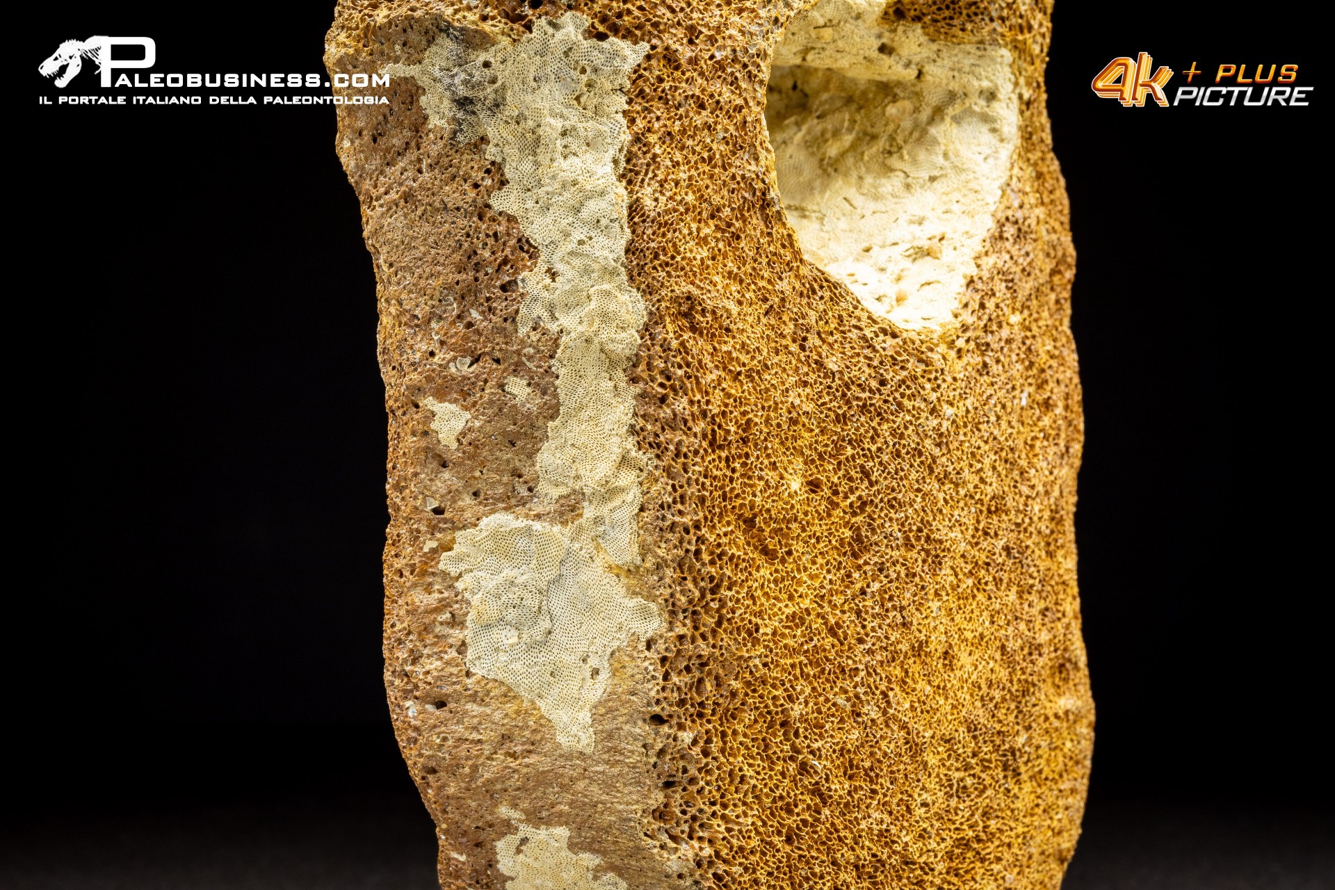 Vertebra di Mammuthus primigenius