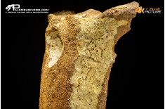 Vertebra di Mammuthus primigenius
