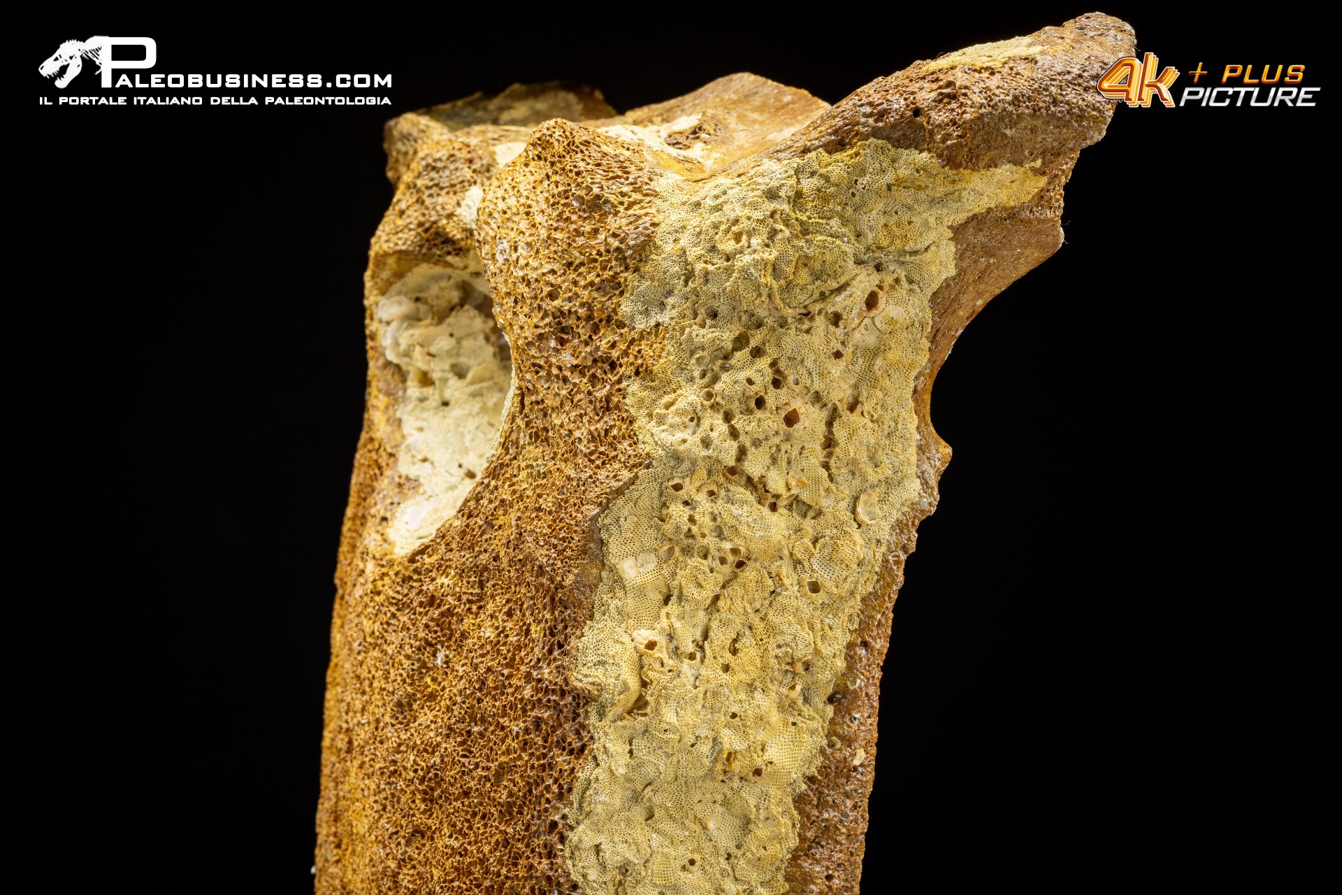 Vertebra di Mammuthus primigenius