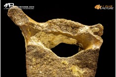 Vertebra di Mammuthus primigenius