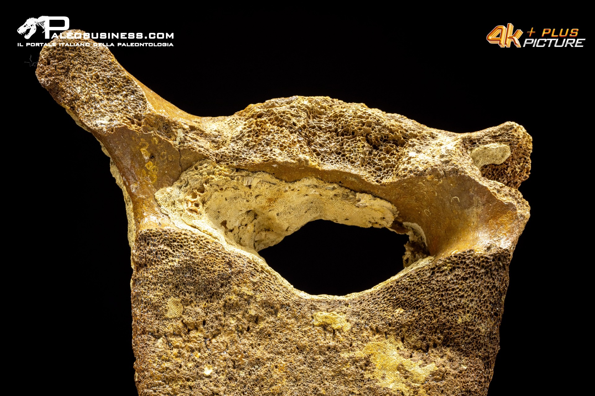 Vertebra di Mammuthus primigenius
