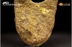 Vertebra di Mammuthus primigenius