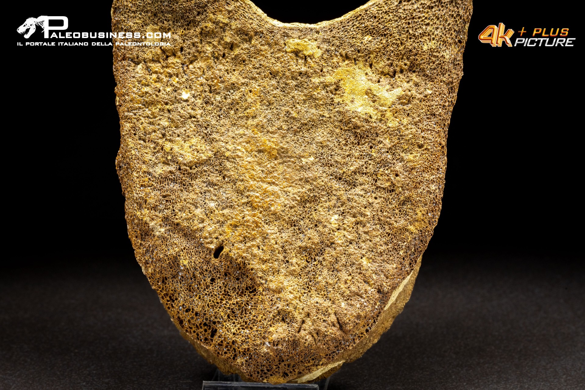 Vertebra di Mammuthus primigenius