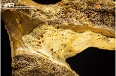 Vertebra di Mammuthus primigenius