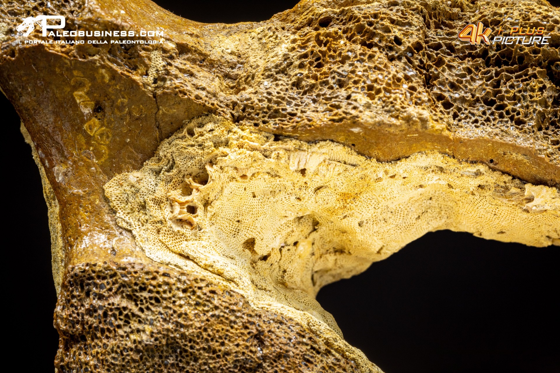 Vertebra di Mammuthus primigenius