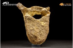 Vertebra di Mammuthus primigenius