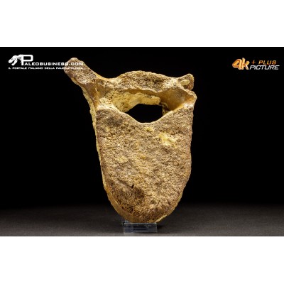 Vertebra di Mammuthus primigenius
