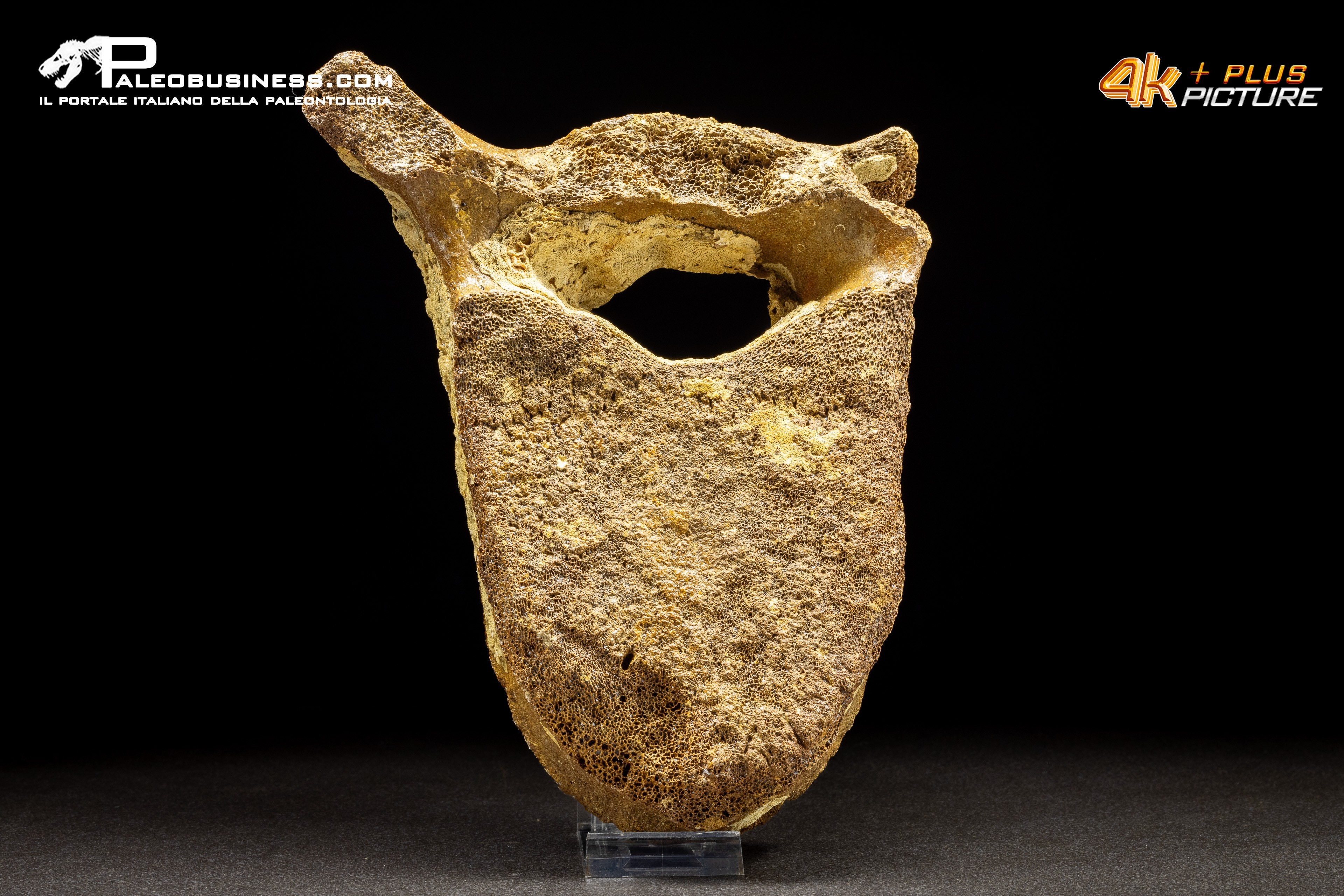 Vertebra di Mammuthus primigenius