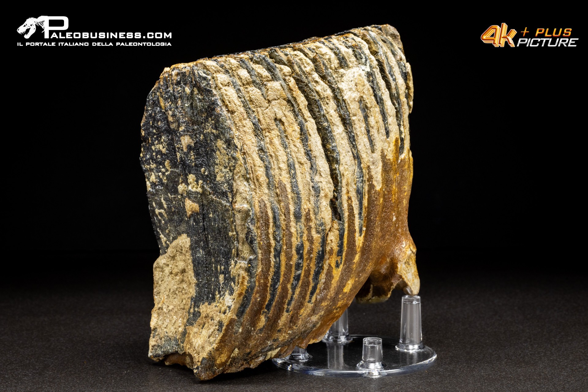 Dente di Mammuthus primigenius