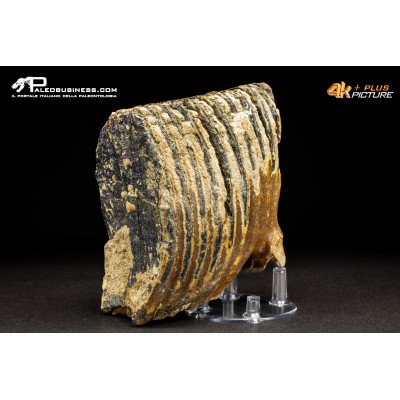 Dente di Mammuthus primigenius