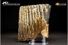 Molare di Mammuthus primigenius