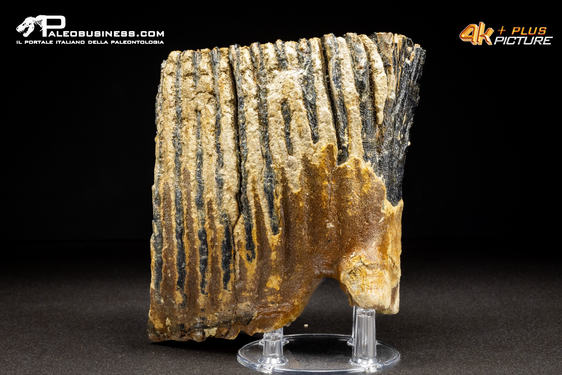 Dente di Mammuthus primigenius