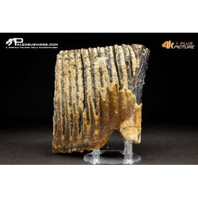 Molare di Mammuthus primigenius