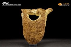 Vertebra di Mammuthus primigenius