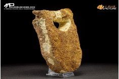 Vertebra di Mammuthus primigenius