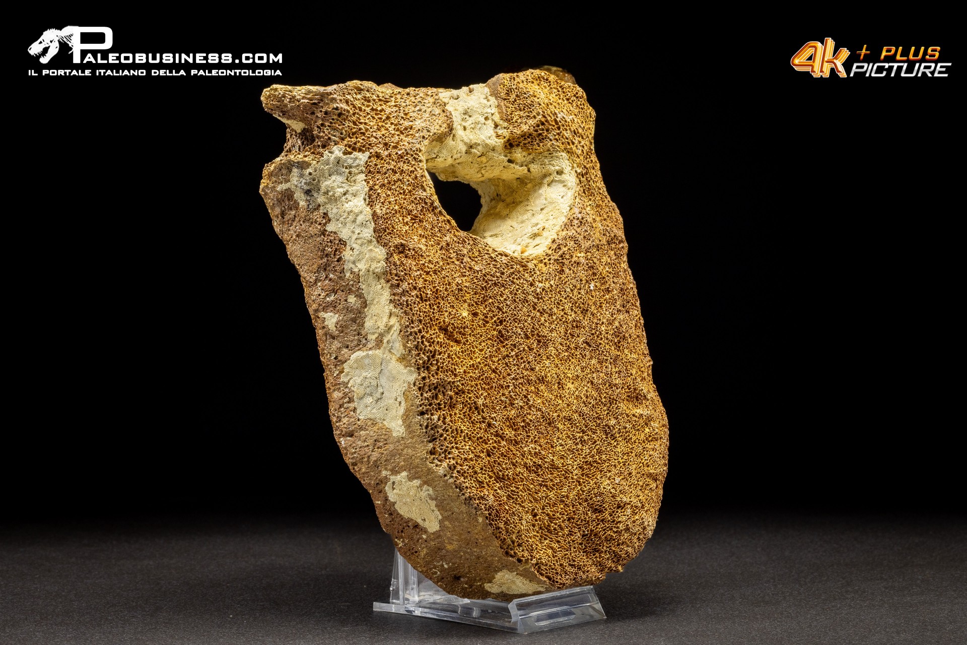 Vertebra di Mammuthus primigenius