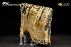 Molare di Mammuthus primigenius