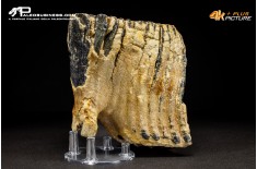 Molare di Mammuthus primigenius