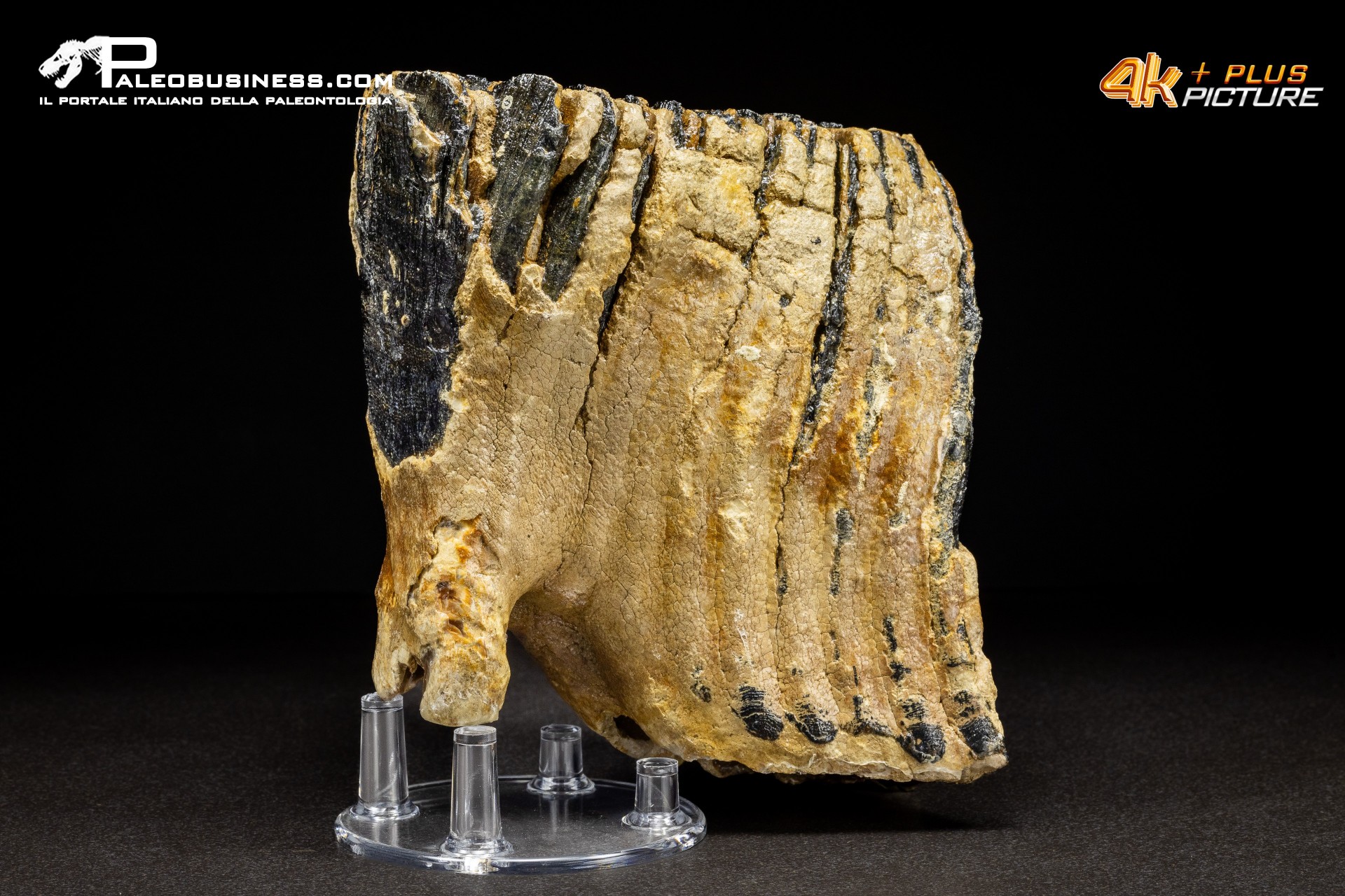 Dente di Mammuthus primigenius