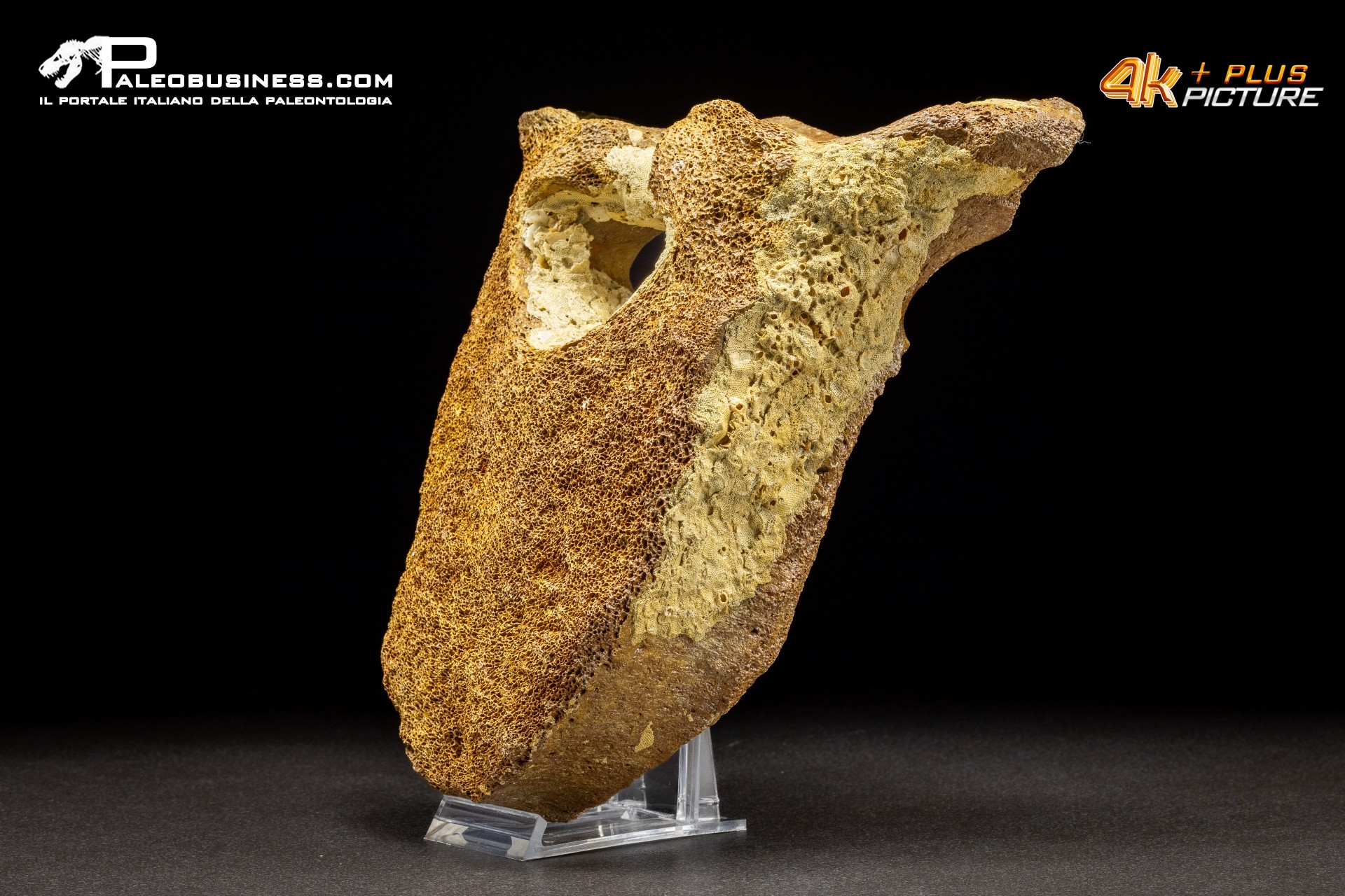 Vertebra di Mammuthus primigenius