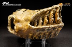 Molare di Mammuthus primigenius