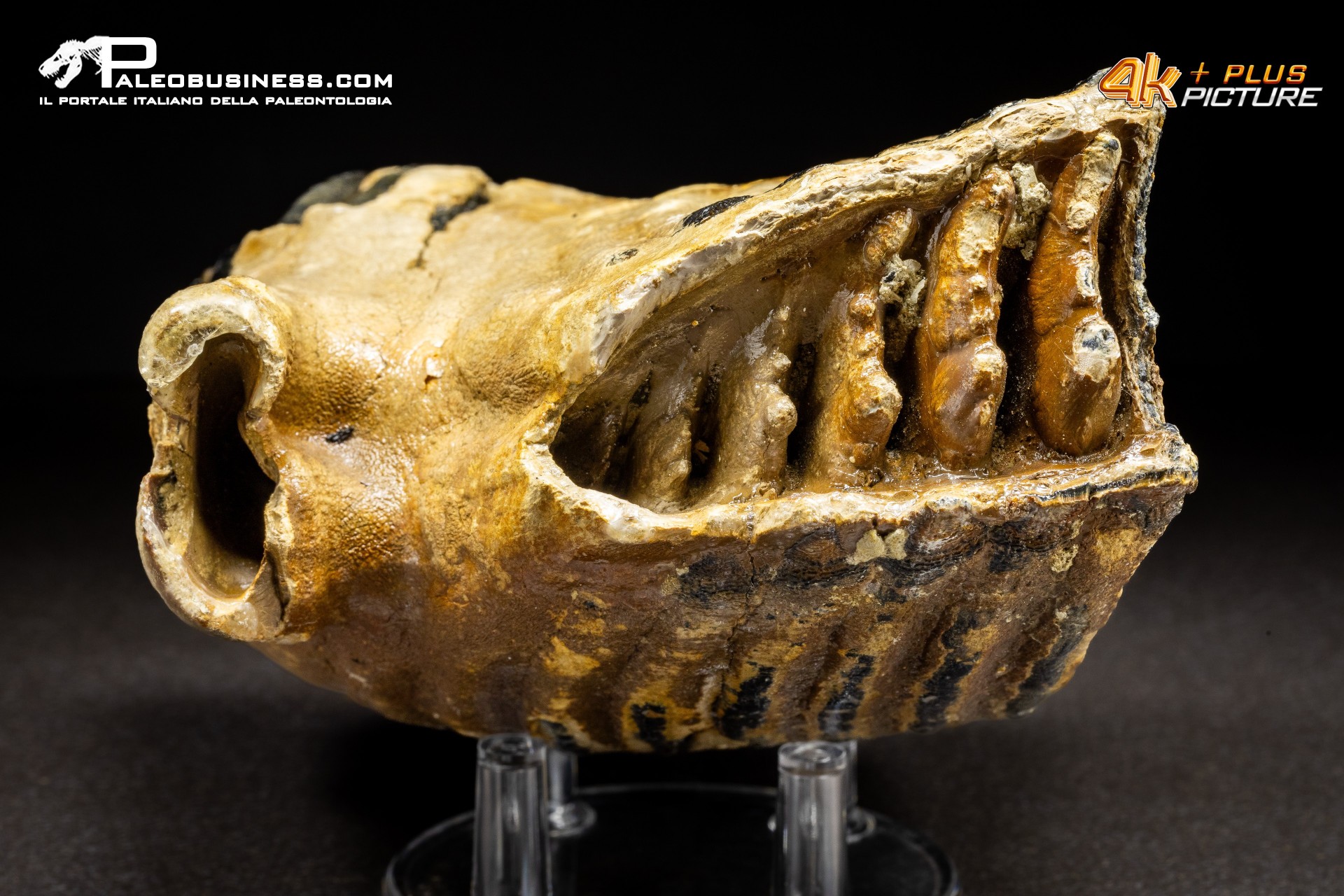Dente di Mammuthus primigenius