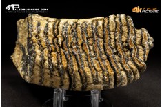 Molare di Mammuthus primigenius