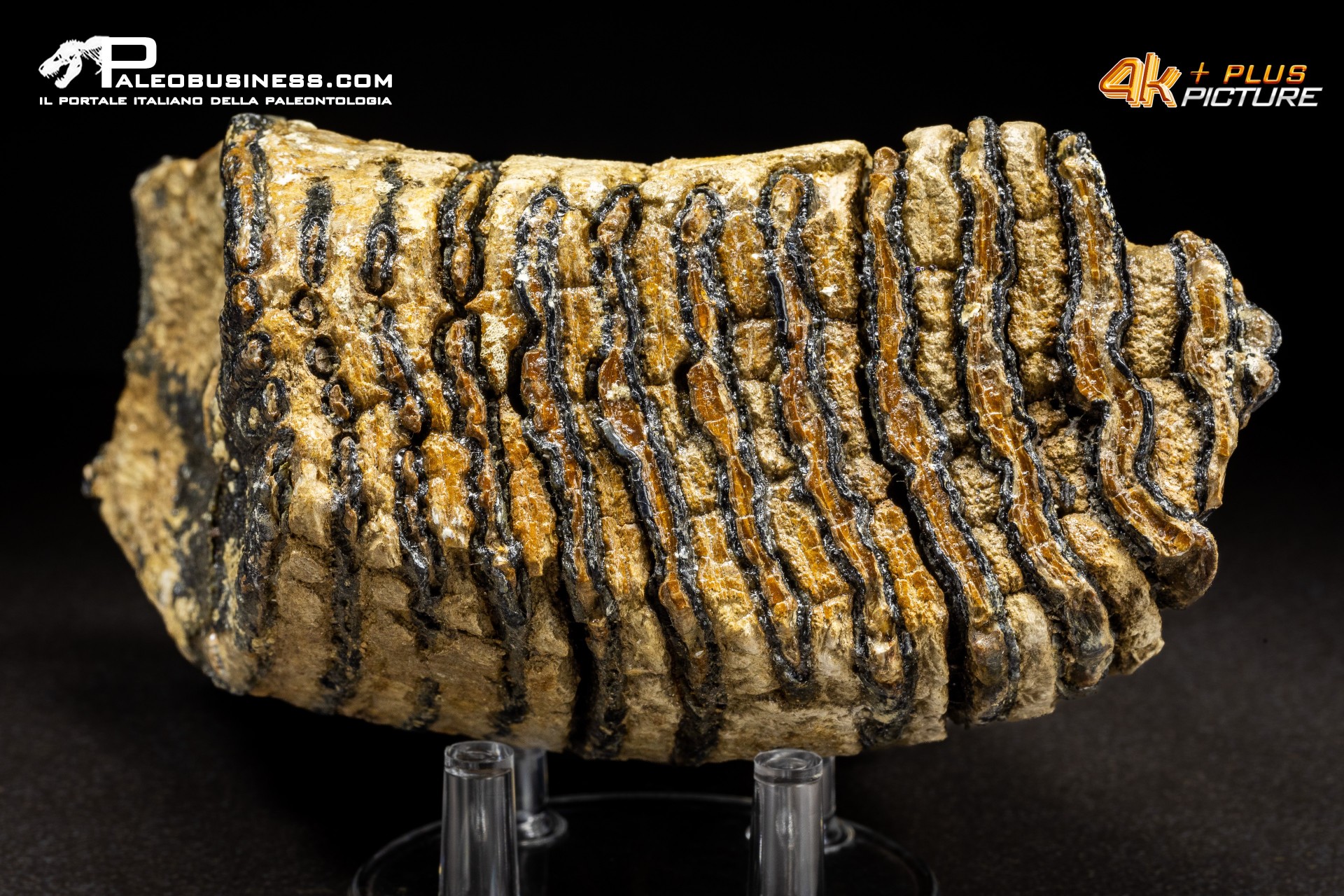 Dente di Mammuthus primigenius