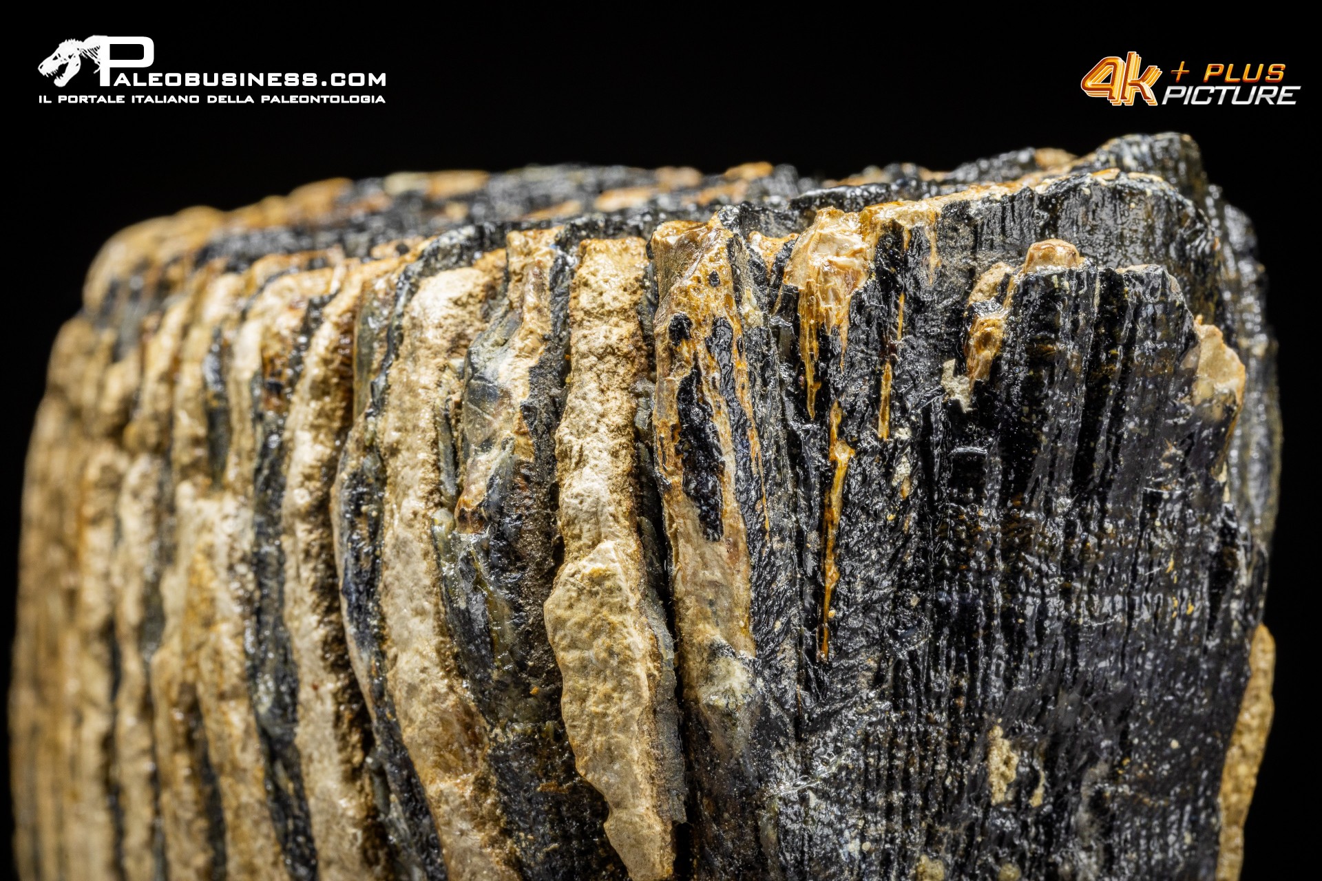 Dente di Mammuthus primigenius