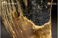 Molare di Mammuthus primigenius
